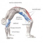 Yoga Anatomy 1