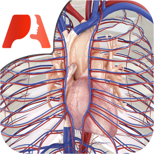 Pocket Anatomy Circulatory 1