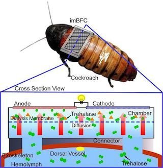 Cyborg Cockroaches Might Fly Around to Form Sensor Network