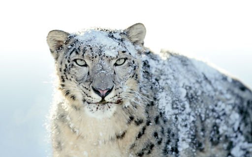 snow leopard 2