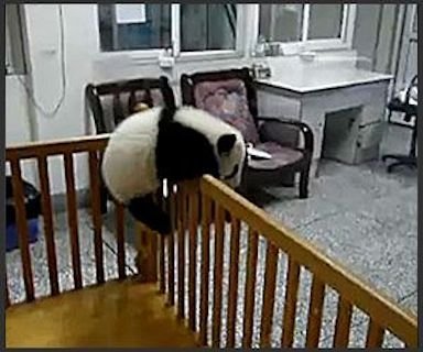 panda escape t1
