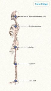 3D Yoga Anatomy-4