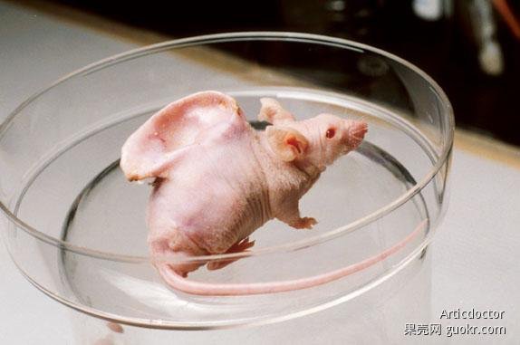 ▲除了用培養液外，科學家也嘗試借用其他動物為 3D 打印的器官支架，培育出血管。
