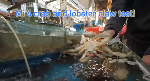 xiaomi-4-live-with-crabs-and-lobsters_00