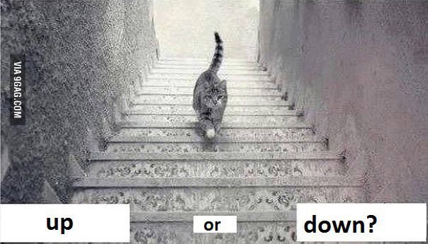 is this cat going upstairs or downstairs 00a