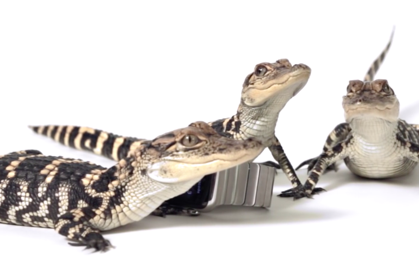 apple watch review with animals 00a