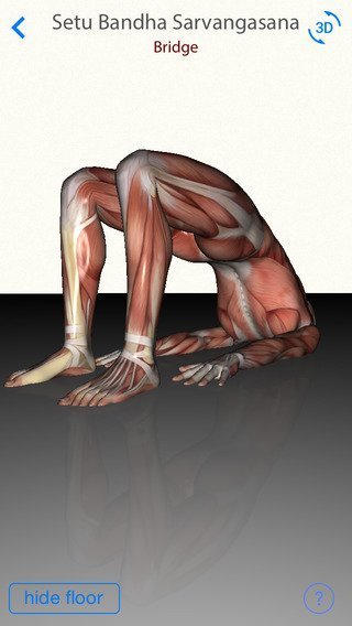 3d-yoga-anatomy-4