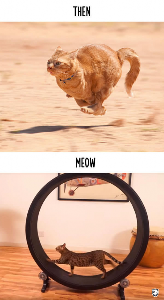Then vs Meow 3