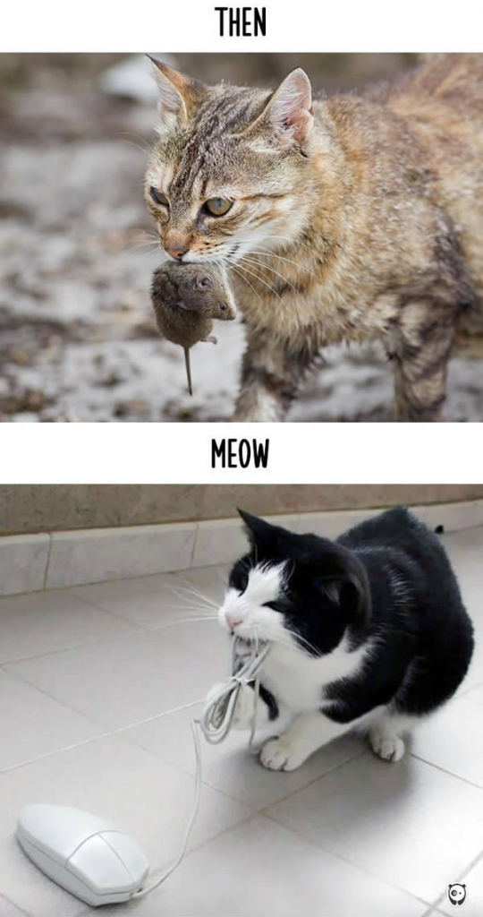 Then vs Meow 4