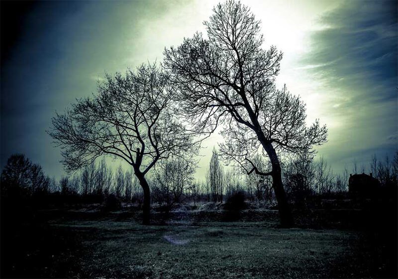 2-Nature-Silhouettes-Trees-Grass