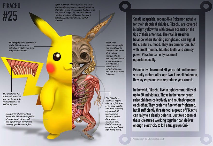 pokemon anatomy pokenatomy christopher stoll 6