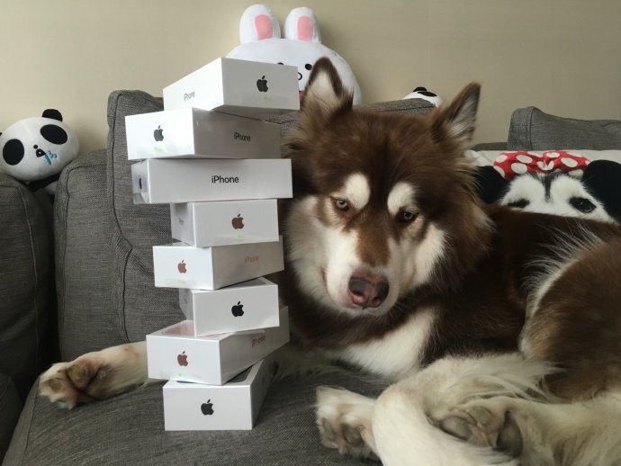 chinese billiionare son bought 8 iphone 7 for his dog 00