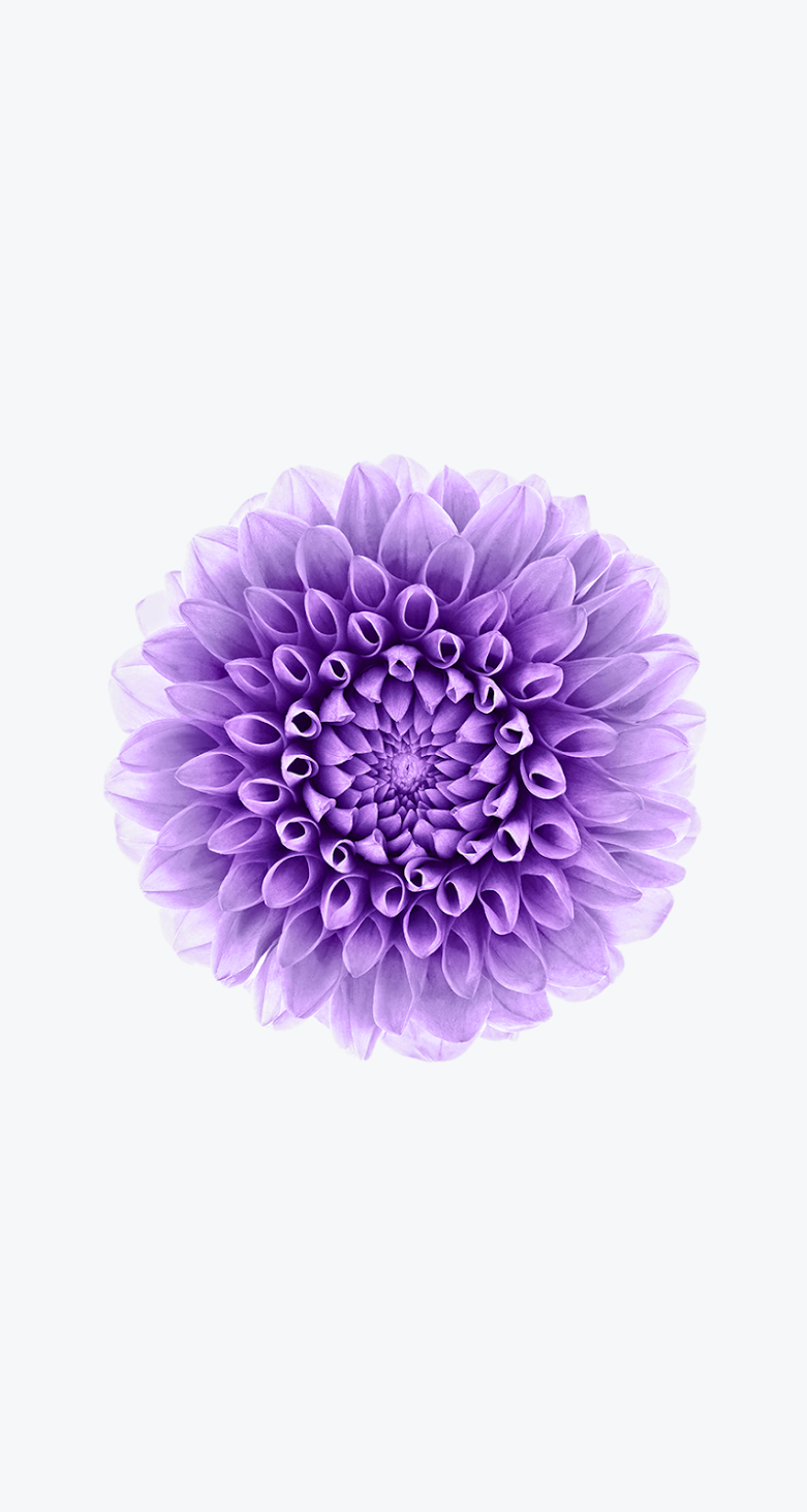 すべての美しい花の画像 トップ100 紫 花 壁紙 Iphone