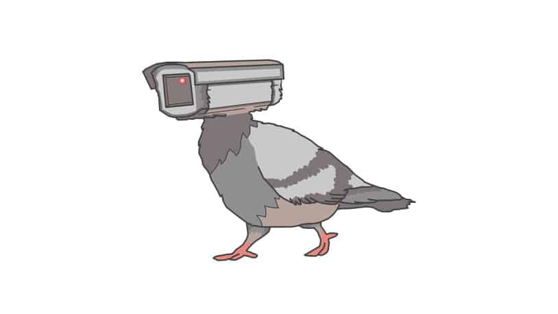 PigeonsArentReal