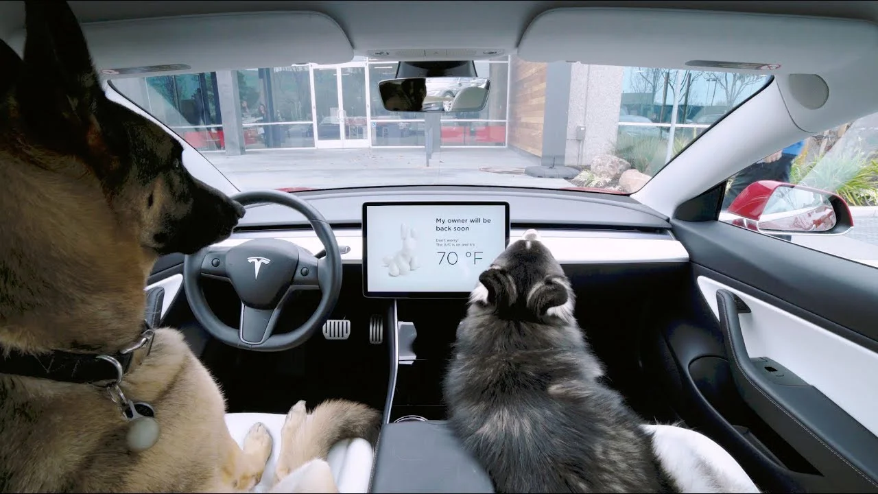 Tesla 軟件更新故障 Dog Mode 讓狗狗陷入危險