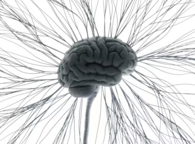 brain