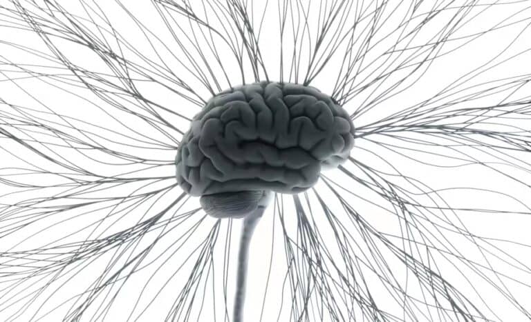 brain