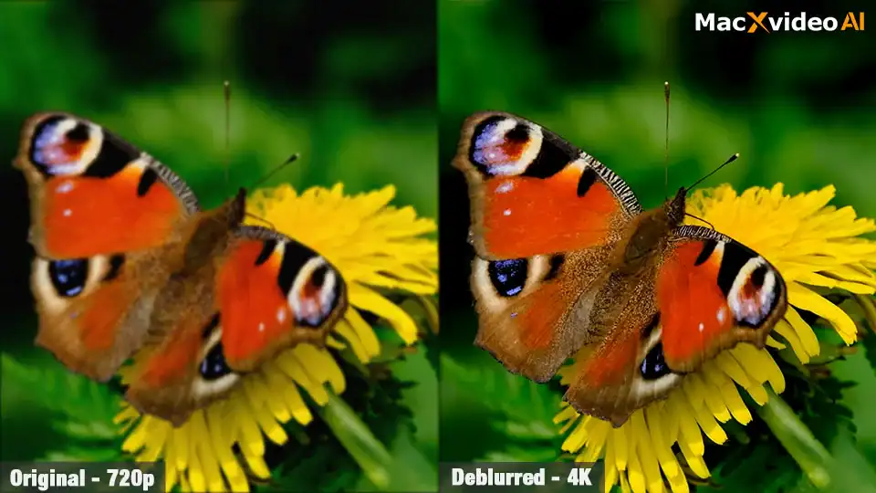 showcase1 video upscale deblur butterfly